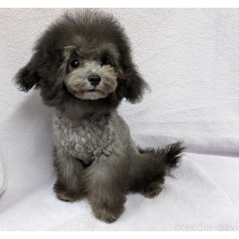 販売中の滋賀県のティーカッププードル-410021の5枚目