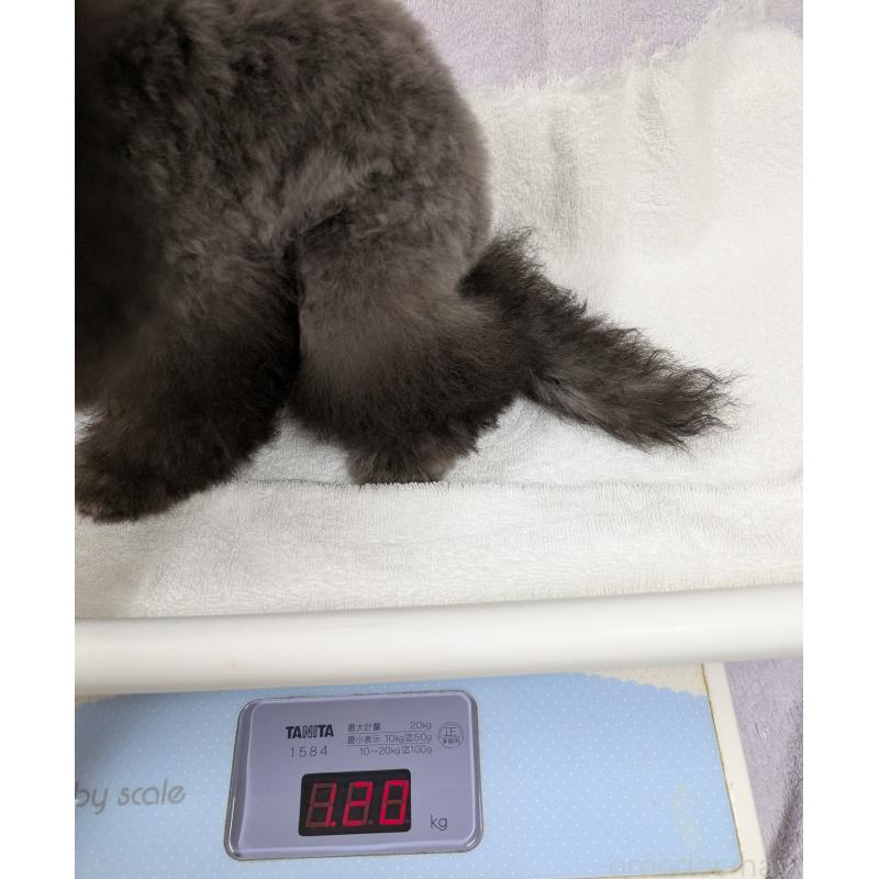 販売中の滋賀県のティーカッププードル-410021の4枚目