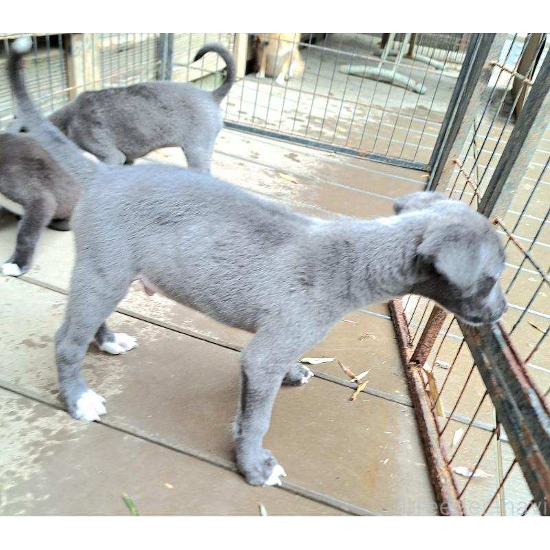 成約済の千葉県のミックス犬-416277の15枚目