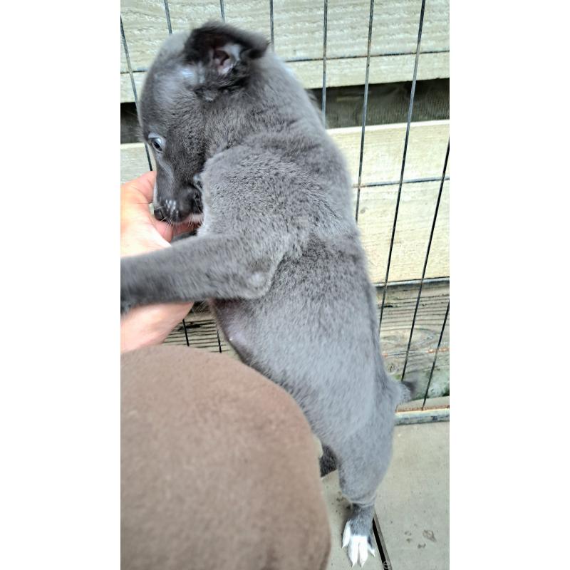 成約済の千葉県のミックス犬-416277の14枚目