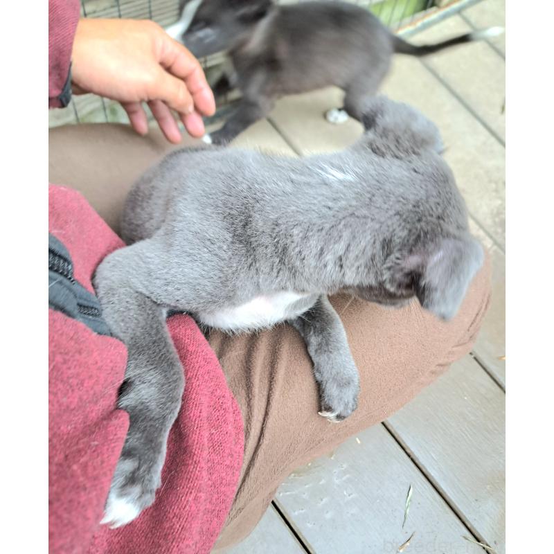 成約済の千葉県のミックス犬-416277の13枚目