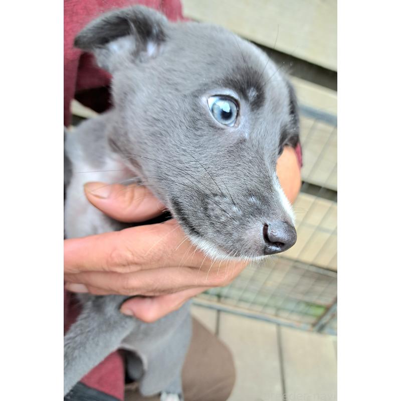 成約済の千葉県のミックス犬-416277の12枚目