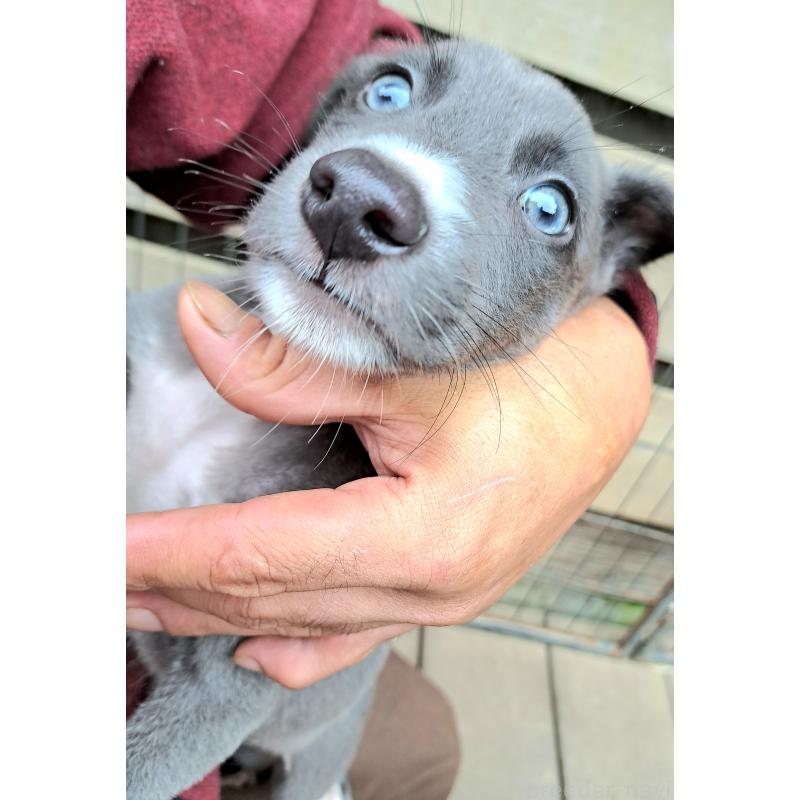 成約済の千葉県のミックス犬-416277の11枚目