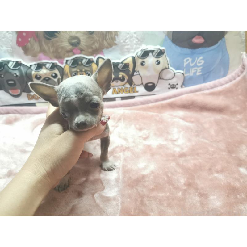 商談中の茨城県のチワワ(スムースコート)-418040の3枚目