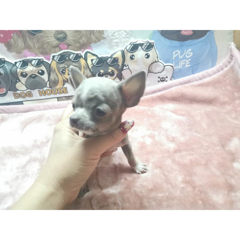 商談中の茨城県のチワワ(スムースコート)-418040の2枚目