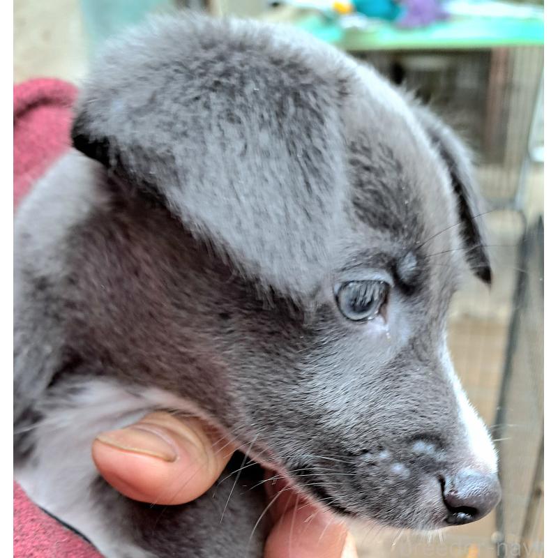 成約済の千葉県のミックス犬-416277の8枚目