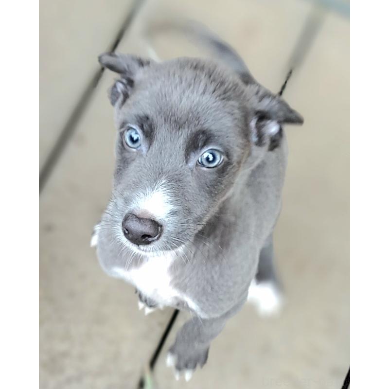 成約済の千葉県のミックス犬-416277の6枚目