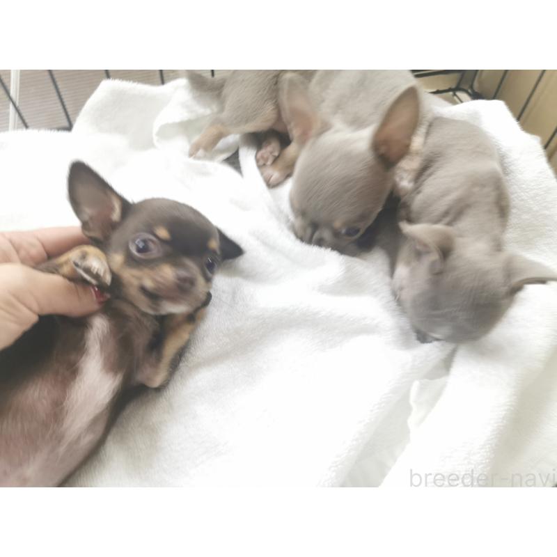 成約済の茨城県のチワワ(スムースコート)-418036の2枚目