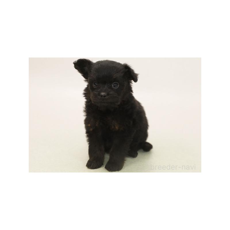 販売中の神奈川県のポメプー:ポメラニアン×トイプードル-414642