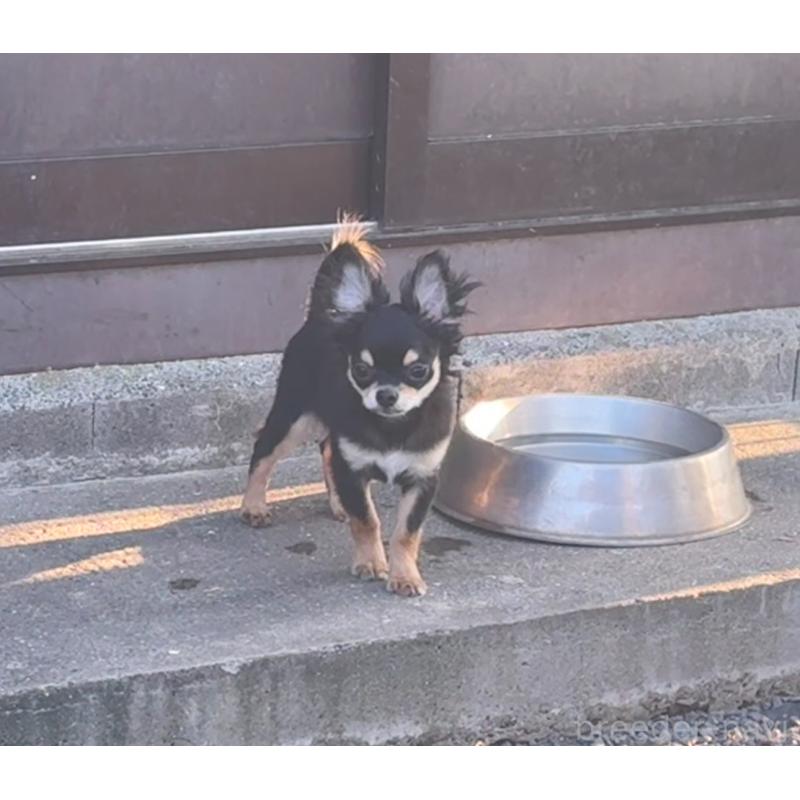 販売中の福岡県のチワワ(ロングコート)-402361の9枚目