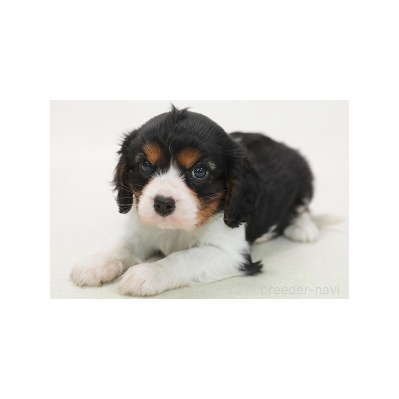 成約済の神奈川県のキャバリアキングチャールズスパニエル-415882の1枚目