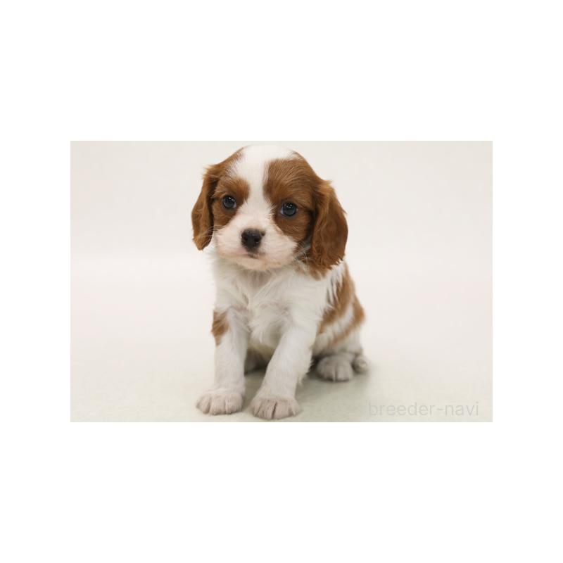 販売中の神奈川県のキャバリアキングチャールズスパニエル-416331