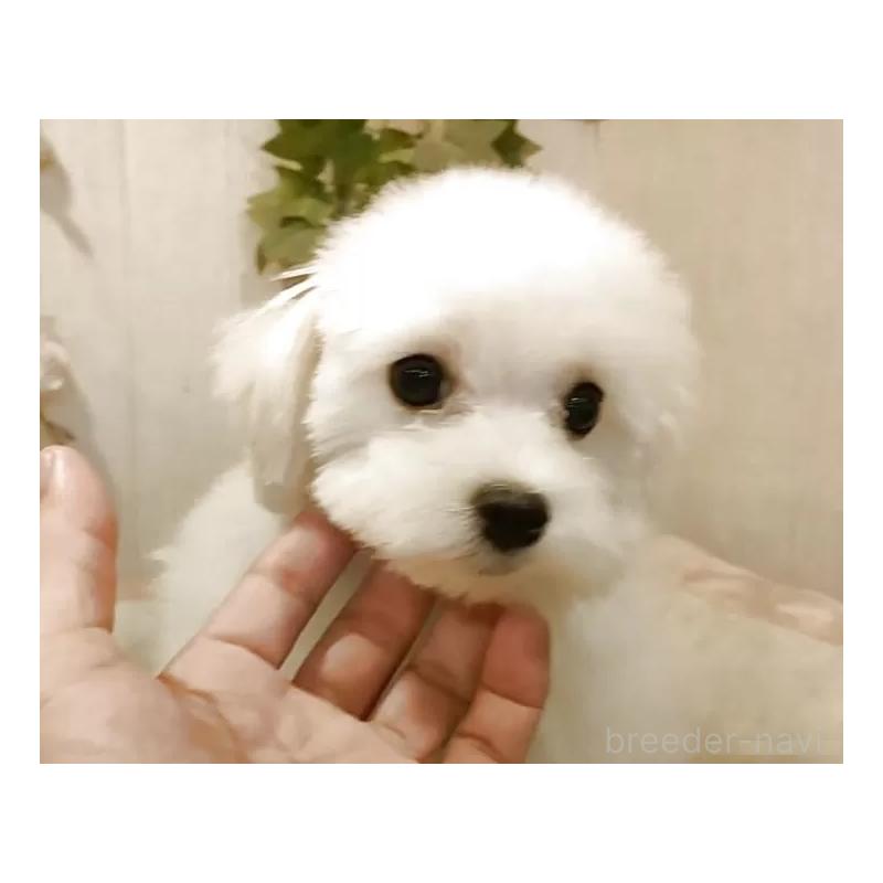 成約済の愛知県のマルチーズ-404746の7枚目