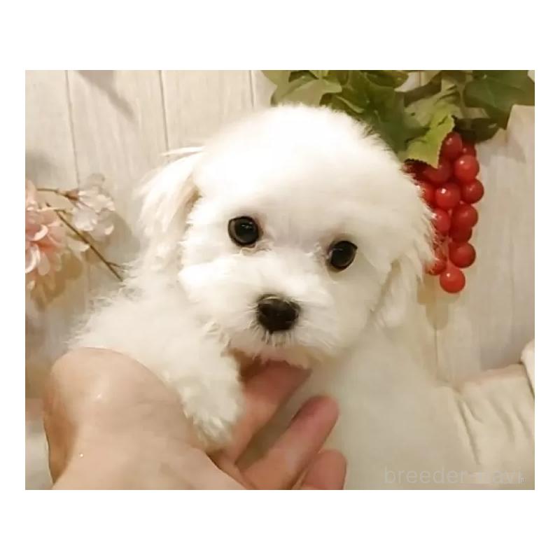 成約済の愛知県のマルチーズ-404746の6枚目