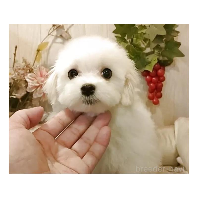 成約済の愛知県のマルチーズ-404746の5枚目