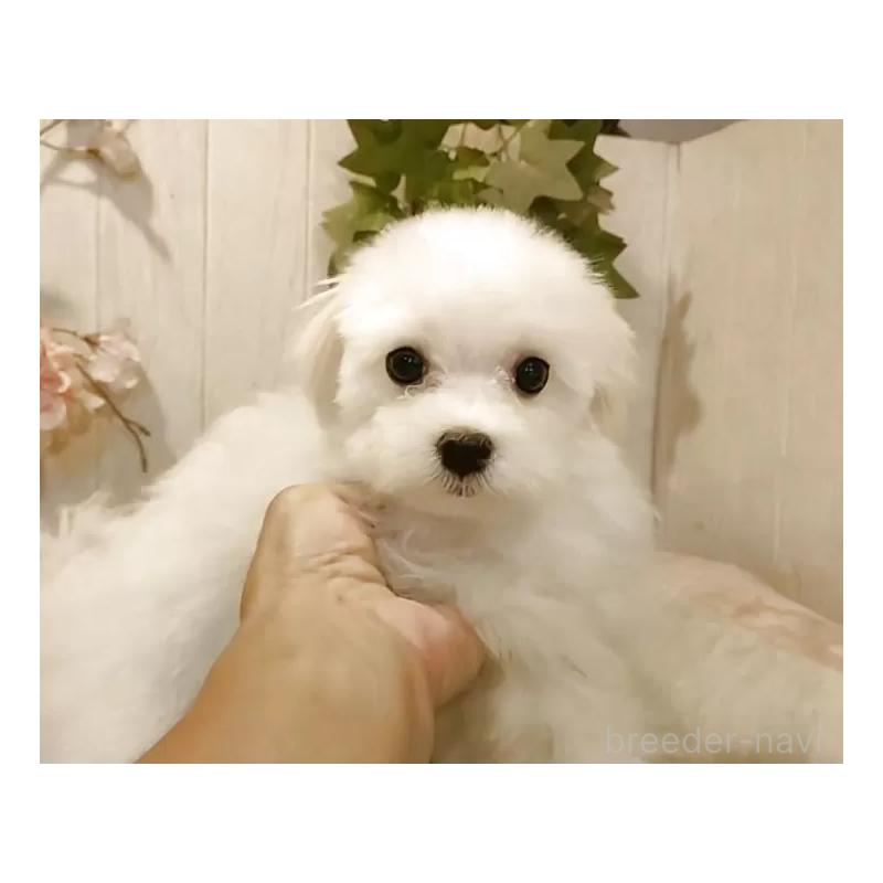 成約済の愛知県のマルチーズ-404746の4枚目