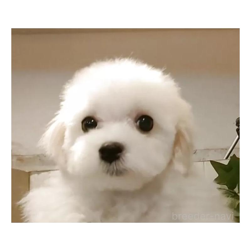 成約済の愛知県のマルチーズ-404746の3枚目