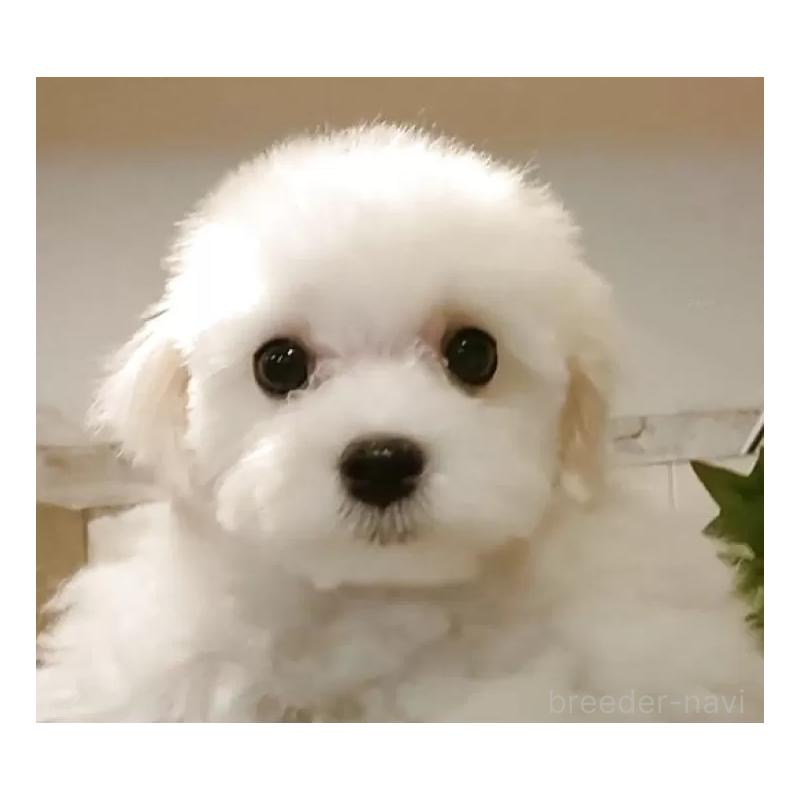 成約済の愛知県のマルチーズ-404746の2枚目