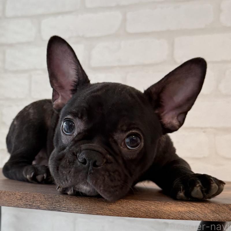 販売中の大阪府のフレンチブルドッグ-417415の10枚目