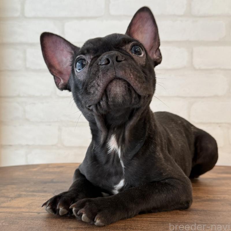 販売中の大阪府のフレンチブルドッグ-417415の9枚目