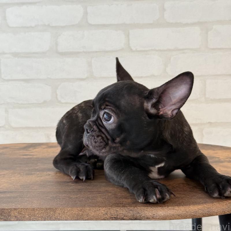 販売中の大阪府のフレンチブルドッグ-417415の5枚目