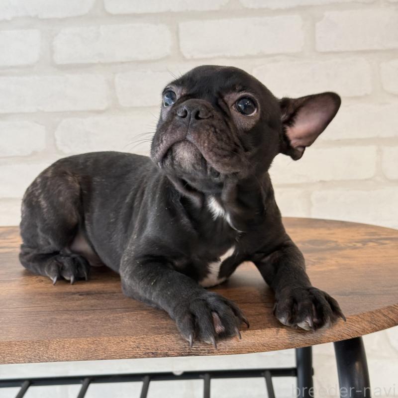 販売中の大阪府のフレンチブルドッグ-417415の4枚目