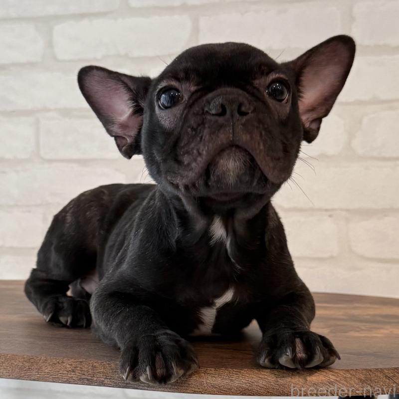 販売中の大阪府のフレンチブルドッグ-417415の2枚目