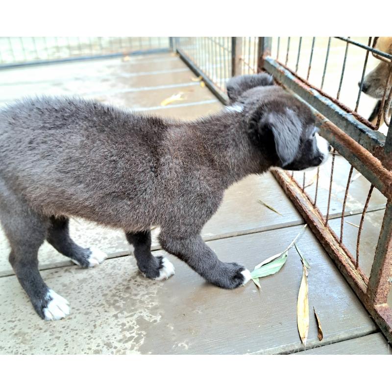 販売中の千葉県のミックス犬-416284の13枚目