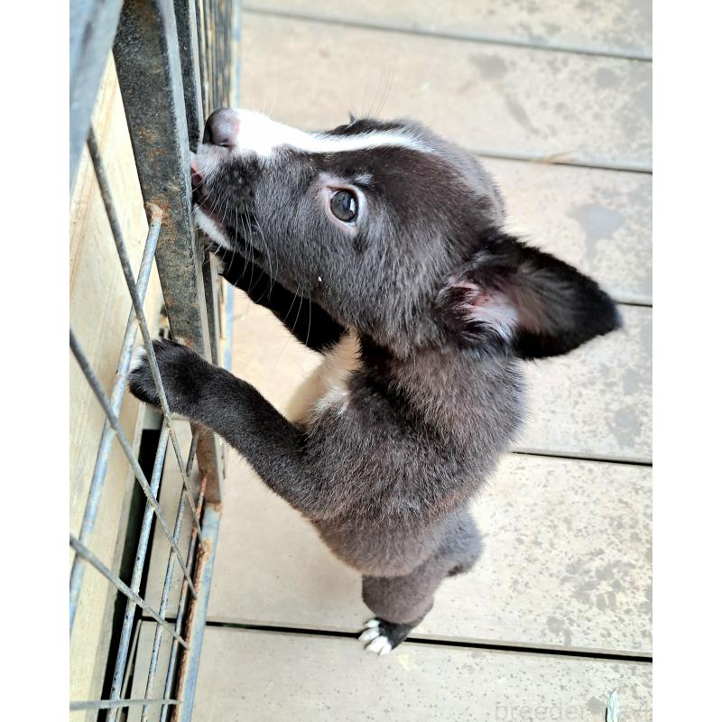 販売中の千葉県のミックス犬-416284の12枚目