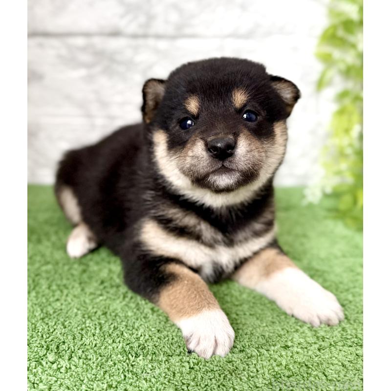 販売中の埼玉県の柴犬-418940