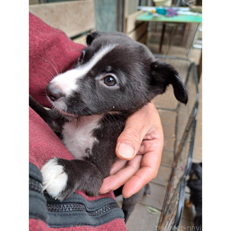販売中の千葉県のミックス犬-416284の10枚目
