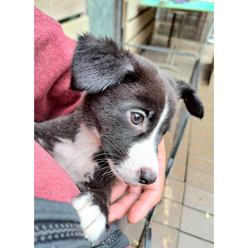 販売中の千葉県のミックス犬-416284の9枚目