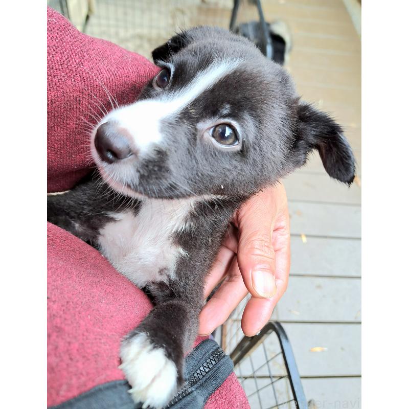 販売中の千葉県のミックス犬-416284
