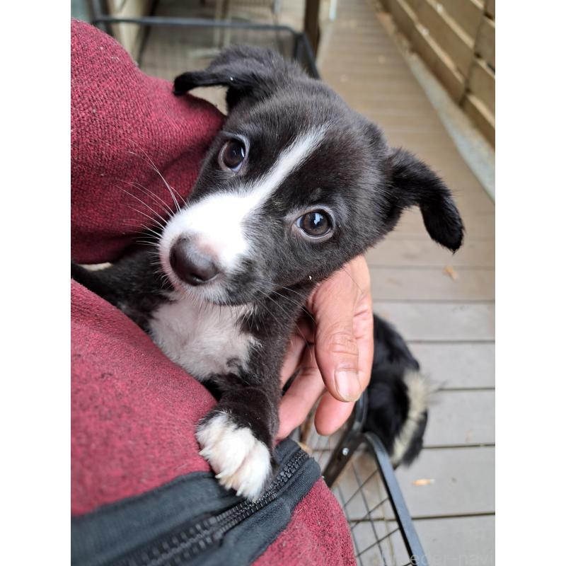 販売中の千葉県のミックス犬-416284の8枚目