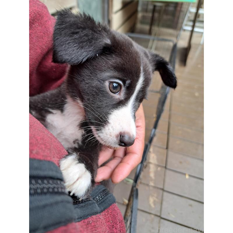販売中の千葉県のミックス犬-416284の7枚目