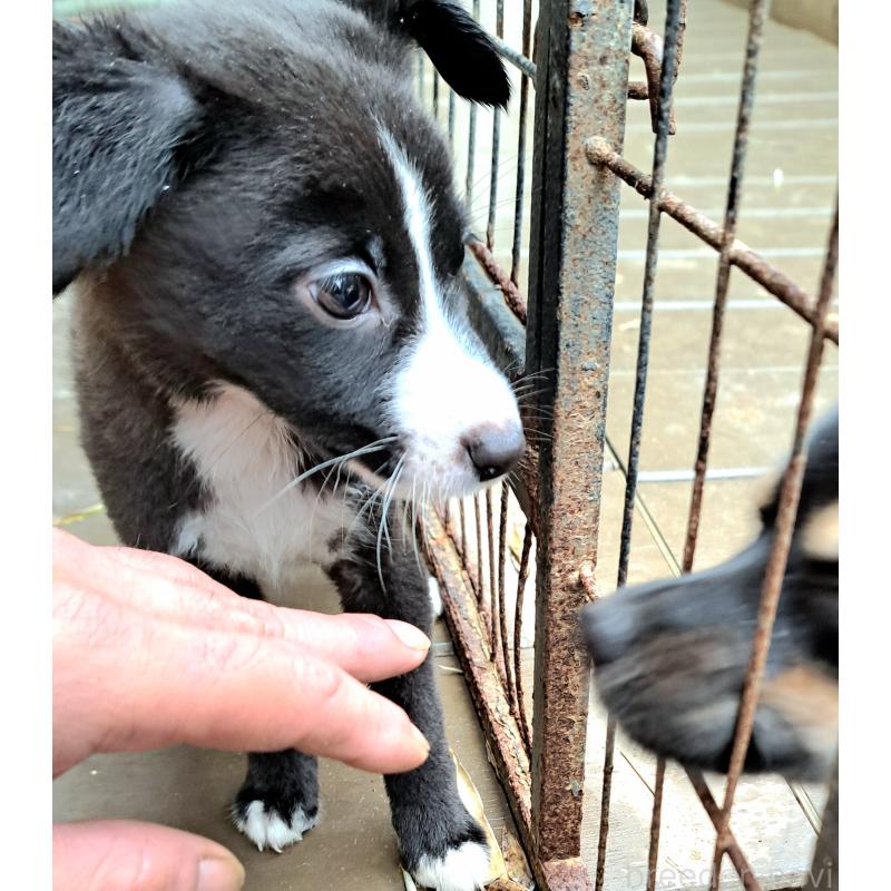 販売中の千葉県のミックス犬-416284の6枚目