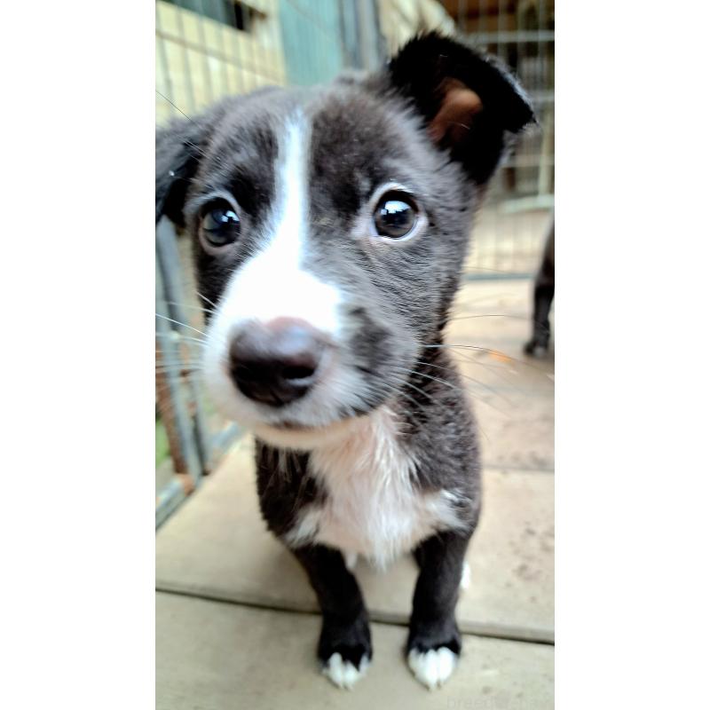 販売中の千葉県のミックス犬-416284の5枚目