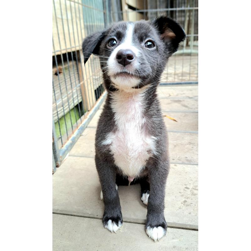 販売中の千葉県のミックス犬-416284の4枚目