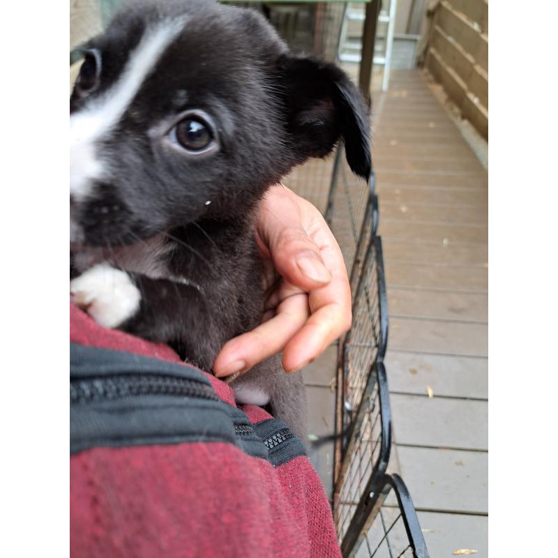 販売中の千葉県のミックス犬-416284の2枚目