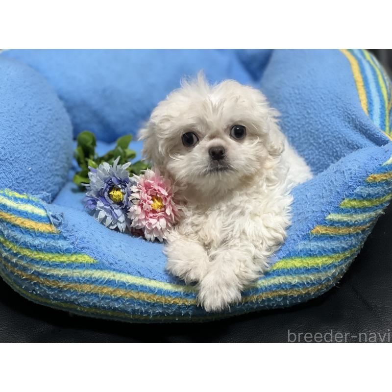 販売中の栃木県のミックス犬-419714の1枚目