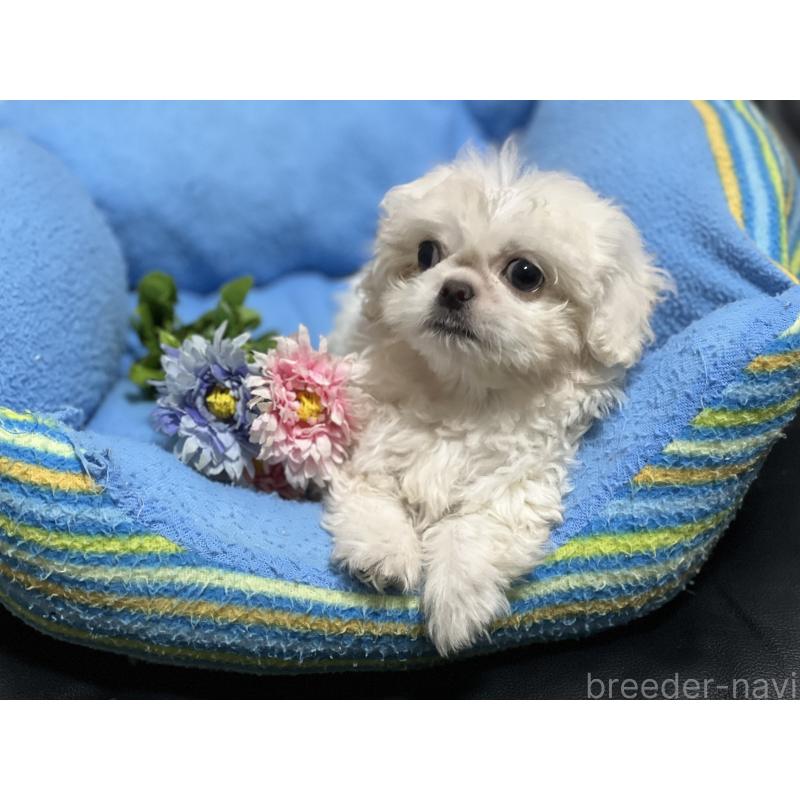 販売中の栃木県のミックス犬-419714の4枚目