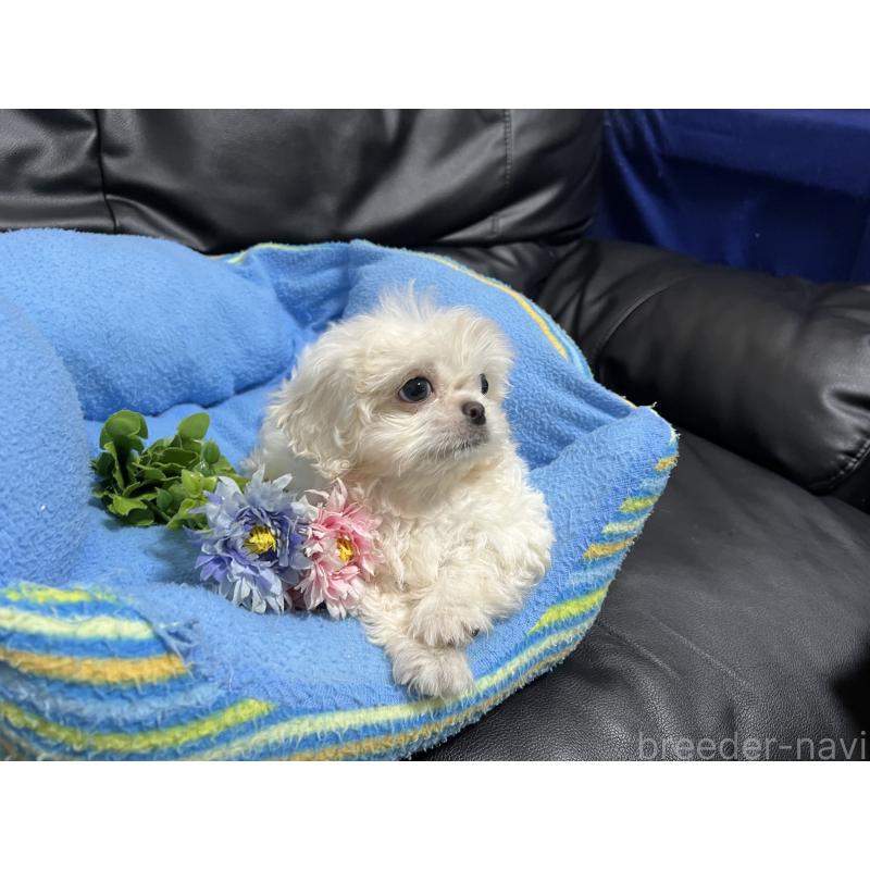 販売中の栃木県のミックス犬-419714の3枚目
