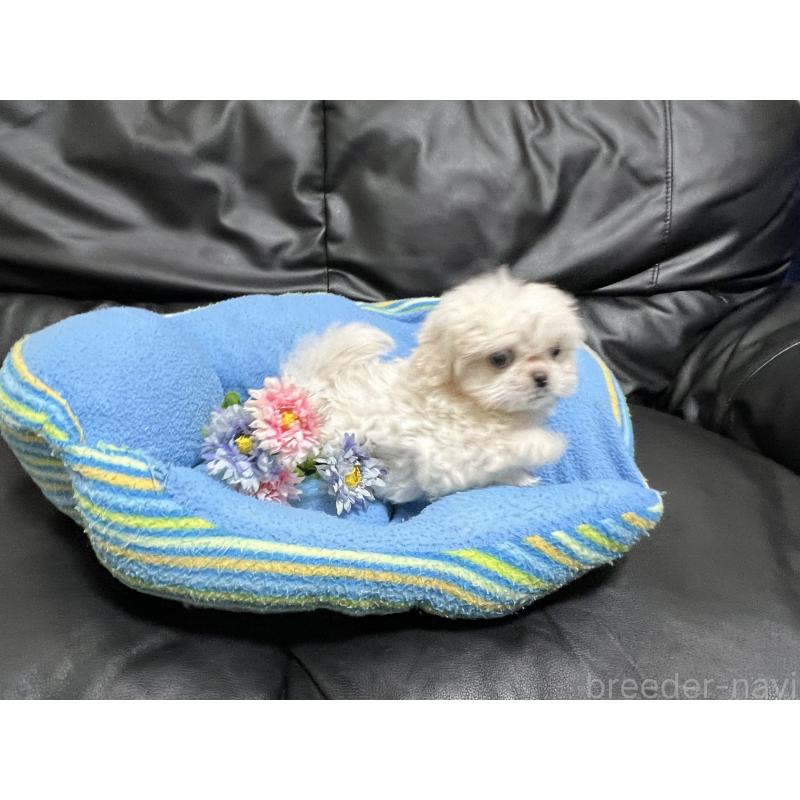 販売中の栃木県のミックス犬-419714の2枚目