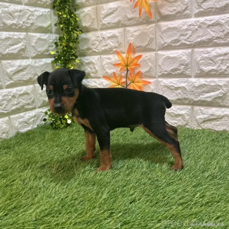 成約済の愛知県のミニチュアピンシャー(ミニピン)-417644の4枚目