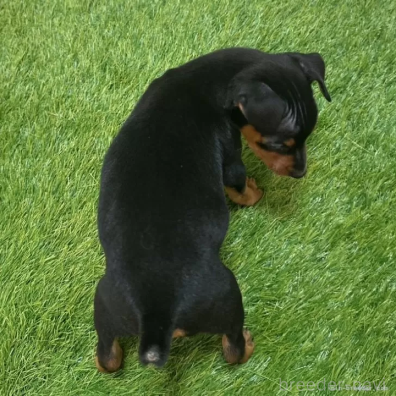 成約済の愛知県のミニチュアピンシャー(ミニピン)-417644の2枚目