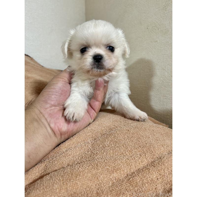 販売中の埼玉県のミックス犬-419925の1枚目