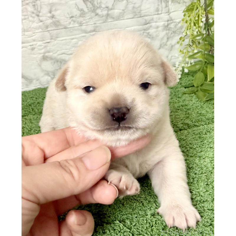 販売中の埼玉県のミックス犬-419927の1枚目