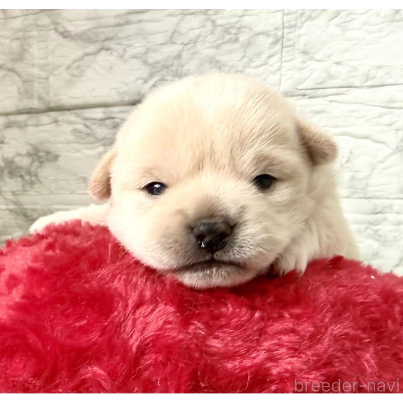 販売中の埼玉県のミックス犬-419927の10枚目