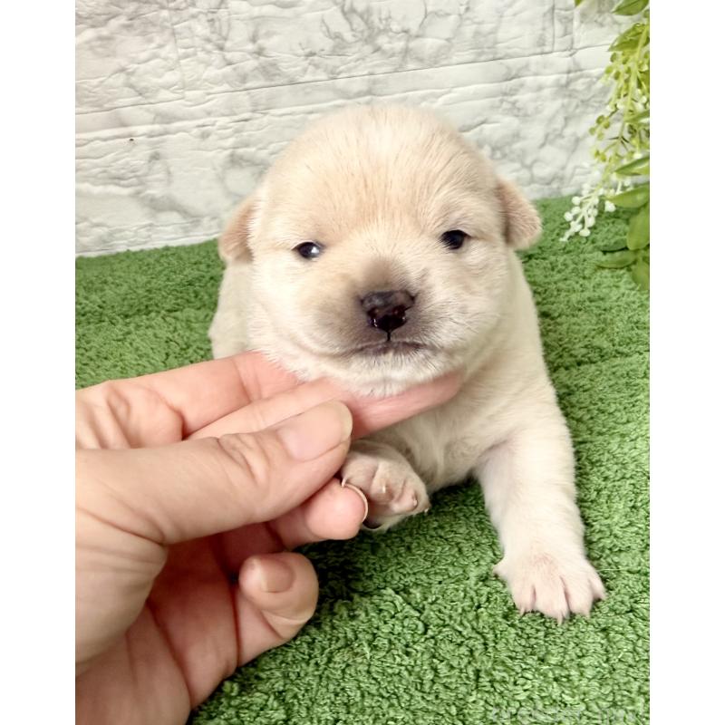 販売中の埼玉県のミックス犬-419927の9枚目