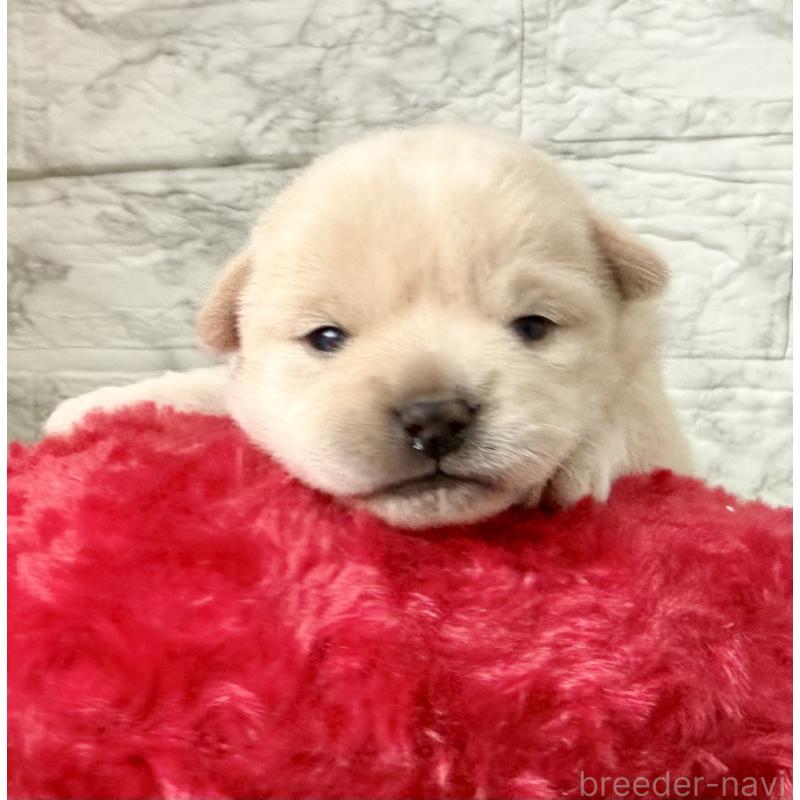 販売中の埼玉県のミックス犬-419927の8枚目